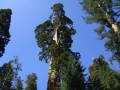 Sequoia NP